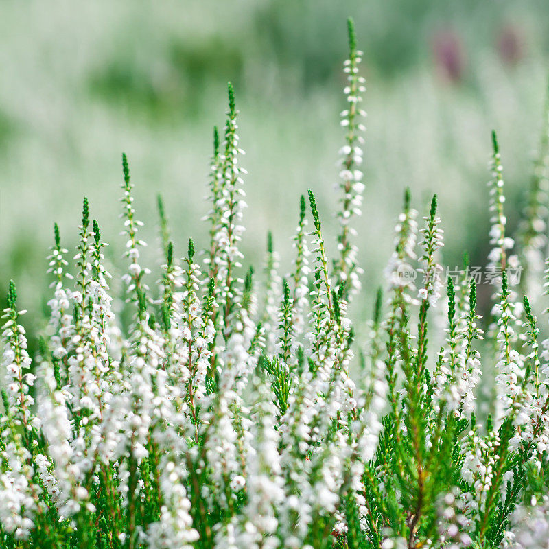 沙地Calluna vulgaris 'Sandy'花- I